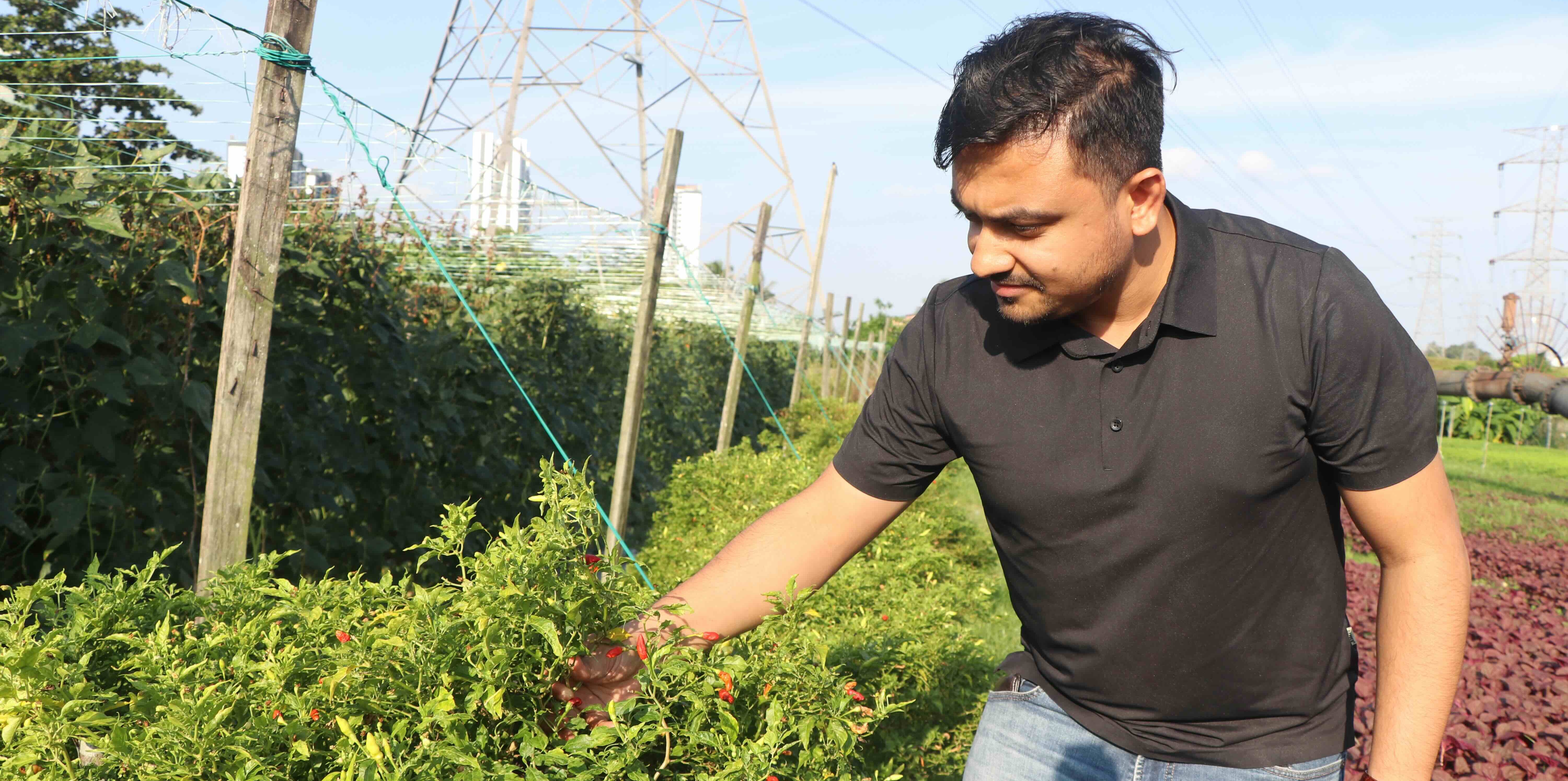 FreshMove team member inspecting fresh chili plants on the farm